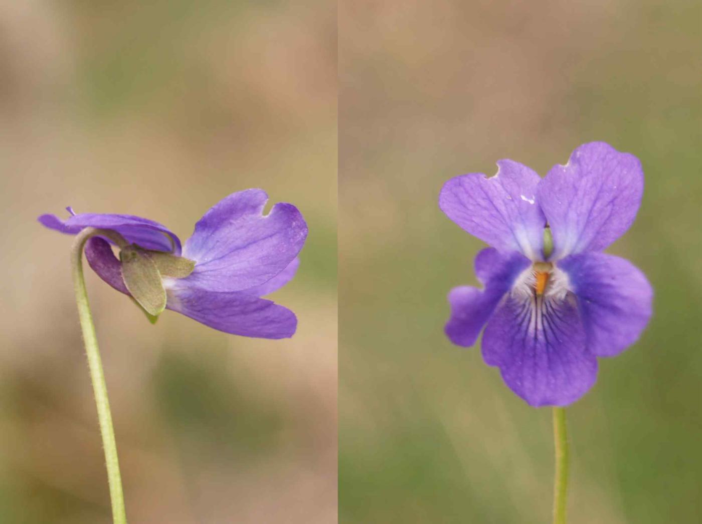 Violet, Hairy flower